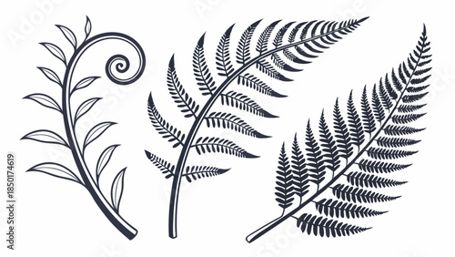 Detailed Botanical Fern Fronds Fiddlehead Set Vintage Engraving Style Illustration Organic Nature Decoration and Elegant Branding Design
