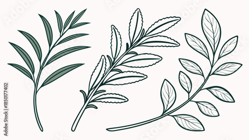 Botanical Branches for Natural Branding and Eco-Friendly Marketing Designs, Fresh Greenery for Wellness Websites and Organic Product Packaging, Serene Nature Elements for Calm and