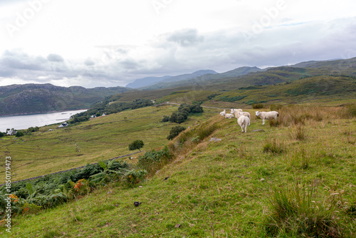 Photography Sheep grazing on rolling green hills above a scenic lake valley in rustic countr