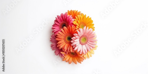 Vibrant daisies arranged on a white background used for graphic design layouts