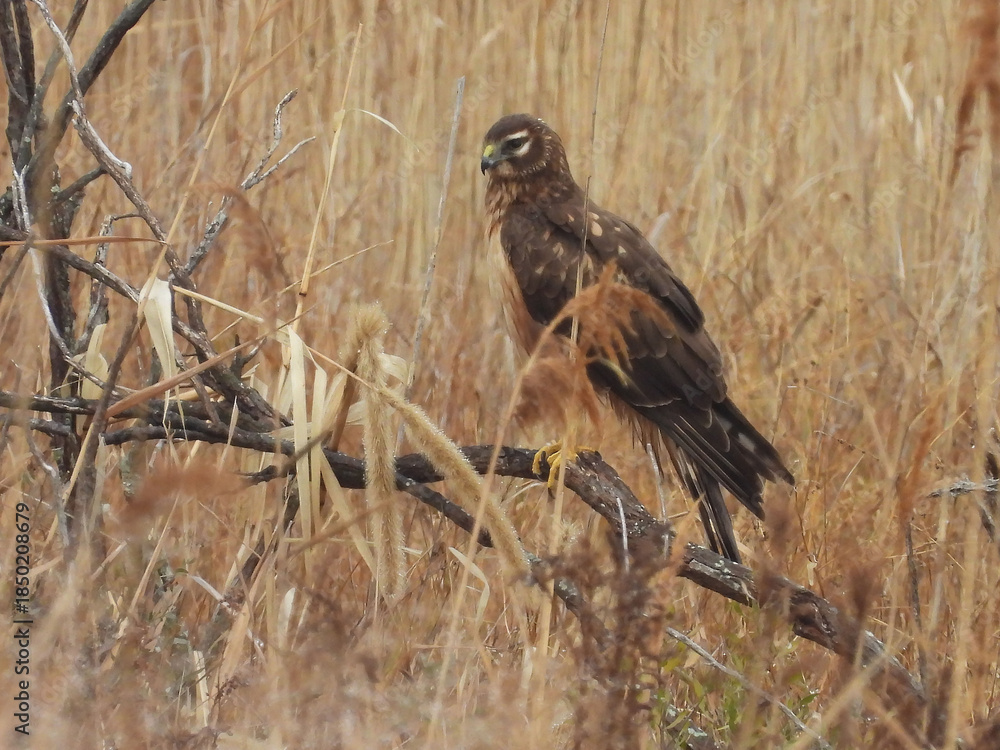 Obraz premium A northern harrier, marsh hawk, camouflaged within the wetland vegetation. Hunting the marsh for prey to eat. Bombay Hook National Wildlife Refuge, Kent County, Delaware.