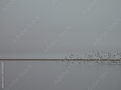 Large flocks of snow geese gather on the wetland waters, and in the skies over the Bombay Hook National Wildlife Refuge, during the winter season, Kent County, Delaware.  