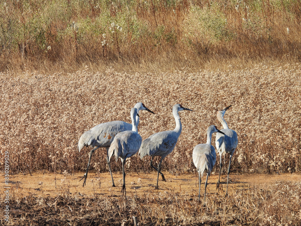 Obraz premium Sandhill cranes, enjoying a peaceful winter day, within the wetlands of the Bombay Hook National Wildlife Refuge, Kent County, Delware. 