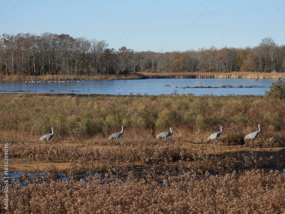 Obraz premium Sandhill cranes, enjoying a peaceful winter day, within the wetlands of the Bombay Hook National Wildlife Refuge, Kent County, Delware. 