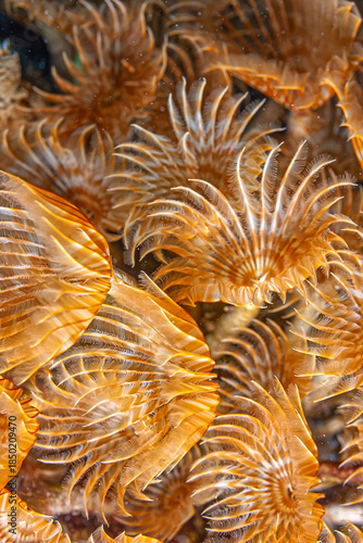 Split crowned tubework in closeup