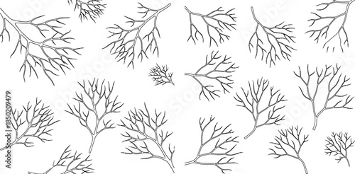 Delicate dill sprigs, detailed line art, culinary herb element for menu design and decoration