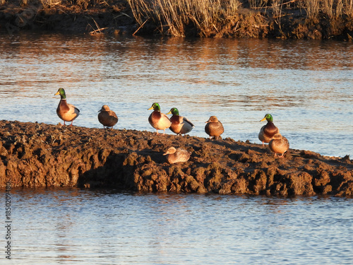 A group of mallards, male and female, enjoying life, within the wetlands of the Bombay Hook National Wildlife Refuge, Kent County, Delaware