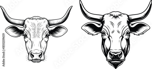 Detailed illustration of two bovine heads with prominent horns, outline drawing