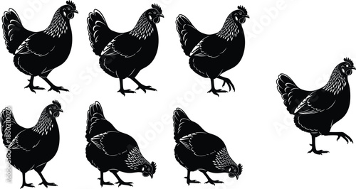 Chicken silhouette vector illustration, black poultry icons, farm bird poses, walking and pecking chickens, isolated clipart, animal graphic designv