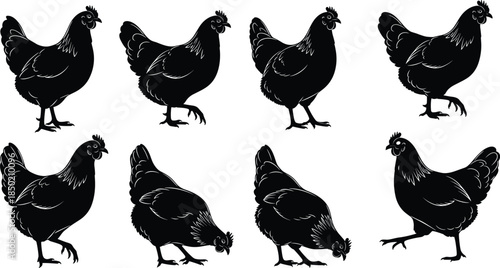 Chicken silhouette vector illustration, black poultry icons, farm bird poses, walking, pecking, standing chickens, isolated clipart, animal graphic design