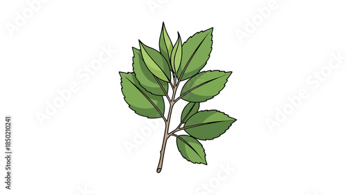 Illustration of a light brown stem bearing multiple green ovate leaves against a white background