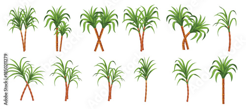 Sugarcane Plant Set With Fresh Green Leaves Isolated on White