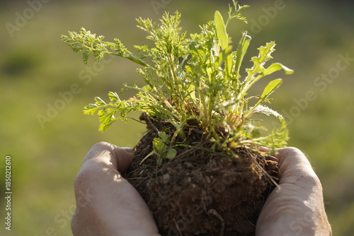 Close up of hands holding soil with wild green plants, symbol of growth, resilience, sustainability and new life in spring