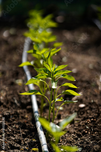 Young pepper plants newly planted in soil with drip irrigation system, sustainable agriculture and organic farming concept