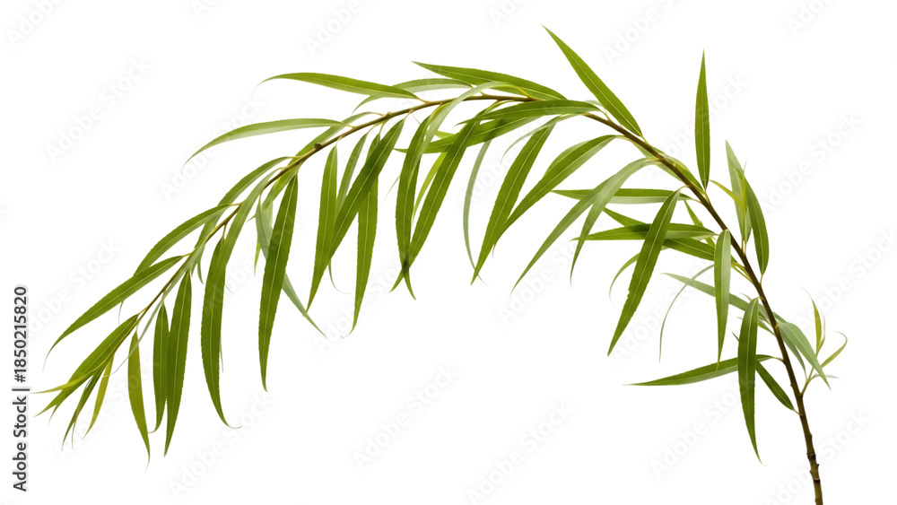 Obraz premium Palm frond isolated on transparent background