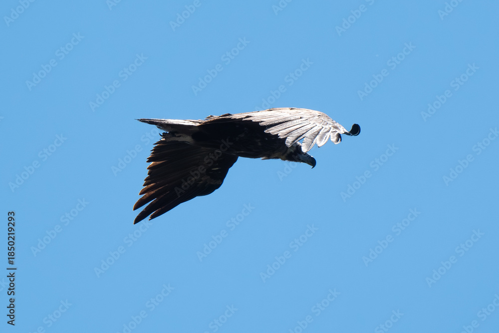 Fototapeta premium Vautour moine