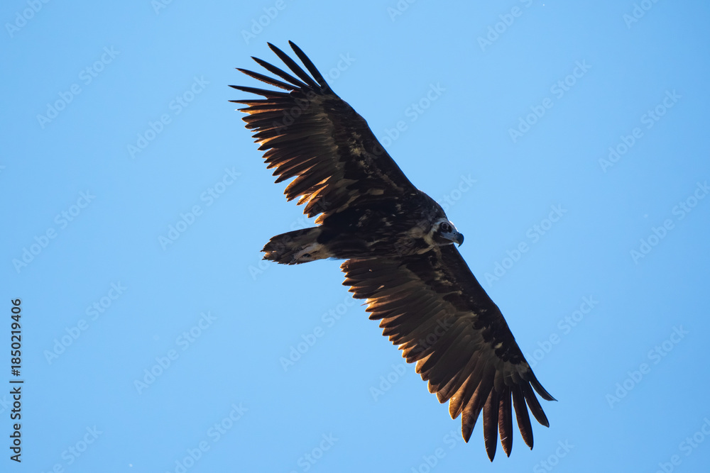 Fototapeta premium Vautour moine