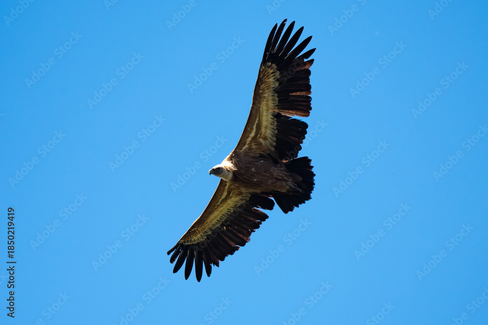 Obraz premium Vautour fauve