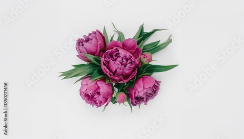 Single peony blooms on plain white backdrop, ideal for botanical illustration or pattern creation