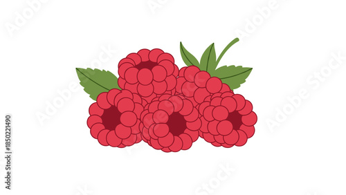Raspberries with green leaves illustration.