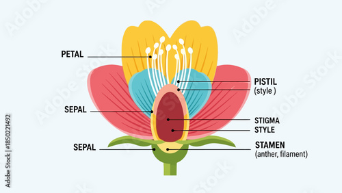 Diagram of a flowers anatomy with labeled parts