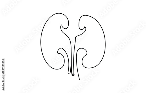 Human kidney continuous one line drawing vector illustration continuous line drawing of kidney icon