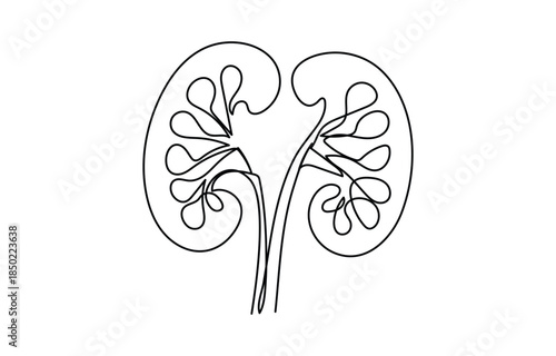 Human kidney continuous one line drawing vector illustration continuous line drawing of kidney icon