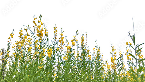 Wallpaper Mural A vibrant field of yellow flowers and green foliage thriving. The image captures the essence of natural beauty. The flowers are in full bloom, attracting with their lively color png. Torontodigital.ca