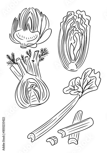 Hand drawn vector illustration set of green vegetables including fennel, celery, cabbage, artichoke, and leafy greens shown whole and cut in outline style.