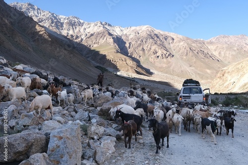 Gorno-Badakhshan, Tajikistan - Large herd of goats on road and cars between them in Gorno-Badakhshan, Pamir Mountains, 