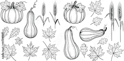 Fall harvest line art featuring pumpkins, wheat, maple leaves, and oak leaves for seasonal designs
