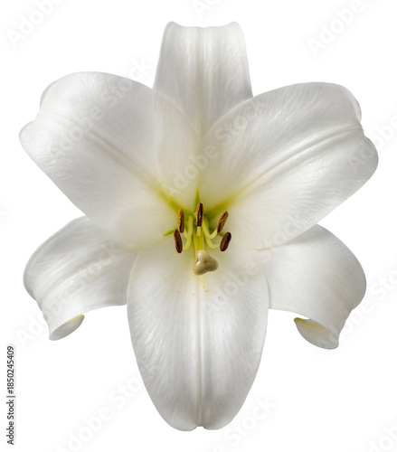 White trumpet-shaped lily with prominent stamens.