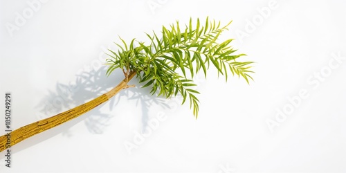 Yellow wood branch from Bur...
