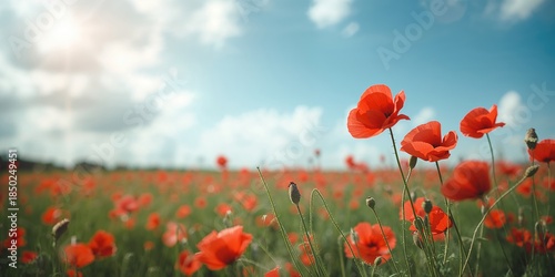 Summer landscape featuring ...