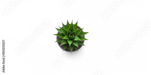 Top view of multiple agave ...