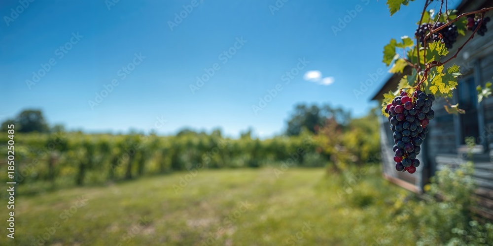 Obraz premium Vinifera grape on an abandoned vine in an old house under a sunny blue sky, neglect and natural growth