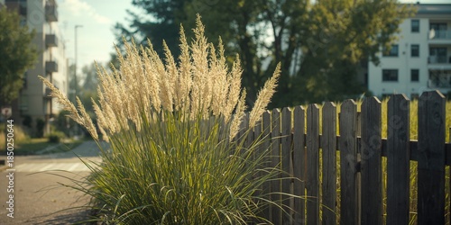 Switchgrass growing along a...