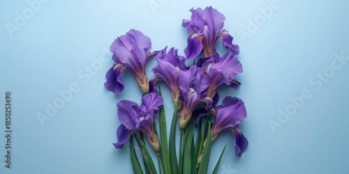 Flat lay of iris blooms on ...