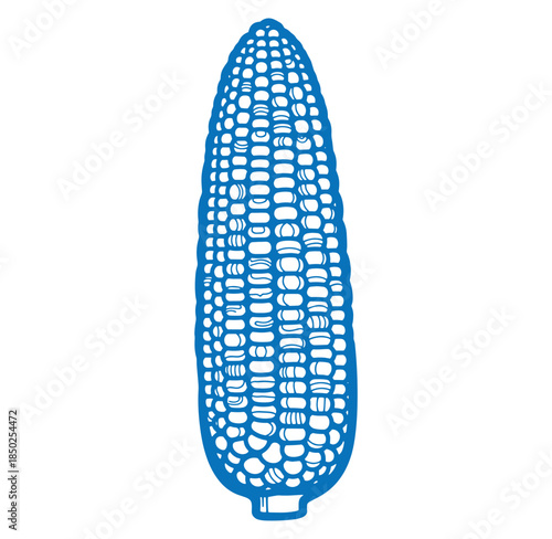 Detailed blue outline illustration of fresh corn on the cob isolated on white background