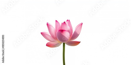 White lotus isolated on wat...