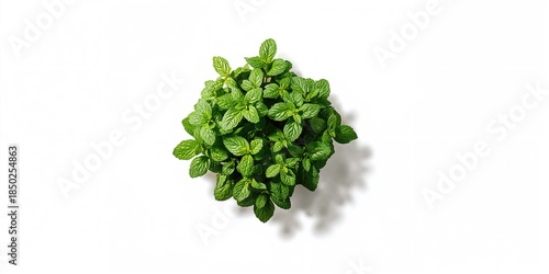 Green mint leaves arranged ...