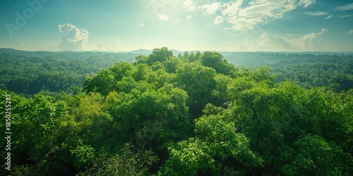 Drone shot of dense foliage...
