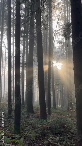 Sunbeams in a Misty Autumn Conifer Forest