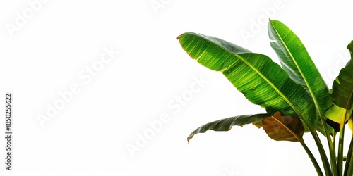 Fresh green banana leaves s...