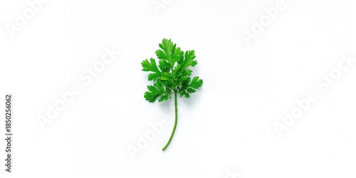 Bright green curly parsley ...