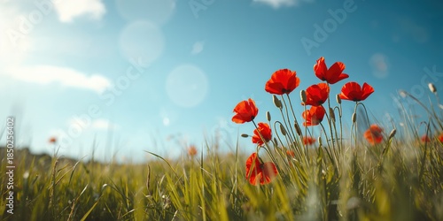 Brightly blooming poppies i...