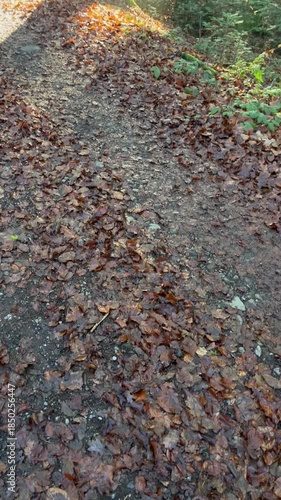 Sunbeams in a Misty Autumn Conifer Forest