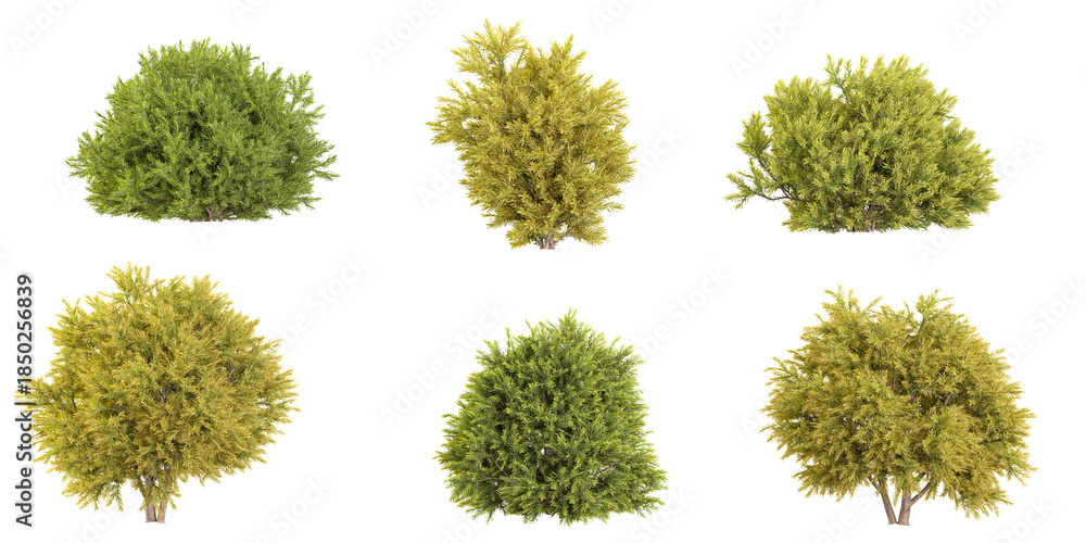 Fototapeta premium Collection of Chamaecyparis tree on transparent background