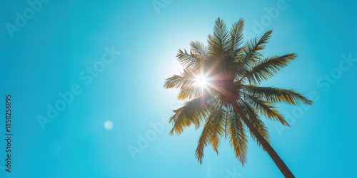 Sunlit palm branches under ...