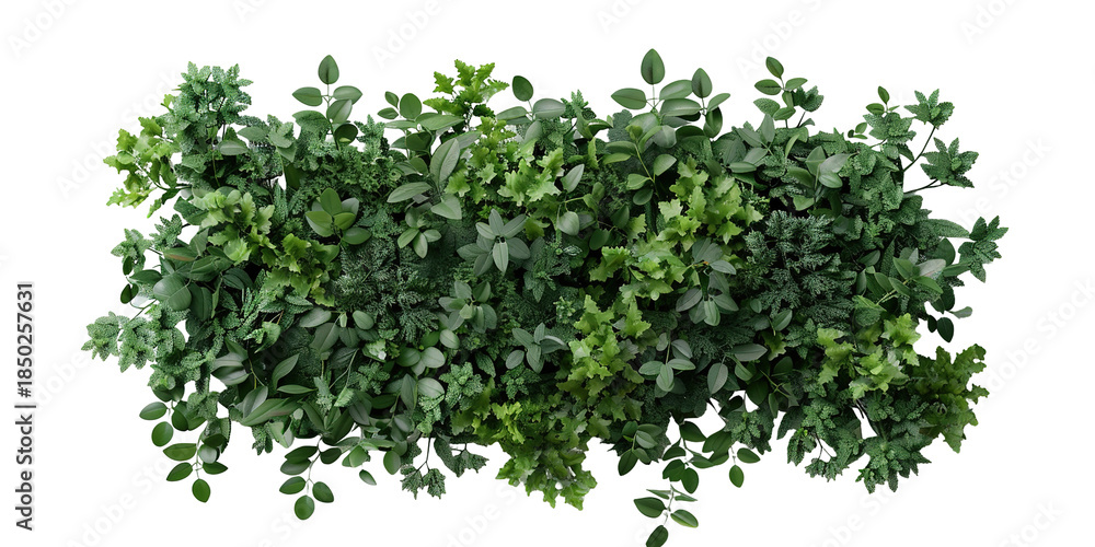 Obraz premium A dense patch of various leafy green plants shows a variety of shapes and sizes. This greenery has a transparent background that makes it easy to use in different projects